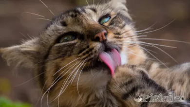 Hvorfor har katte ru tunger, og hvad hjælper det dem med?