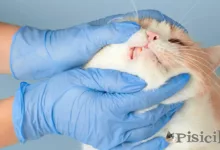 貓的牙齒吸收 - 症狀和治療