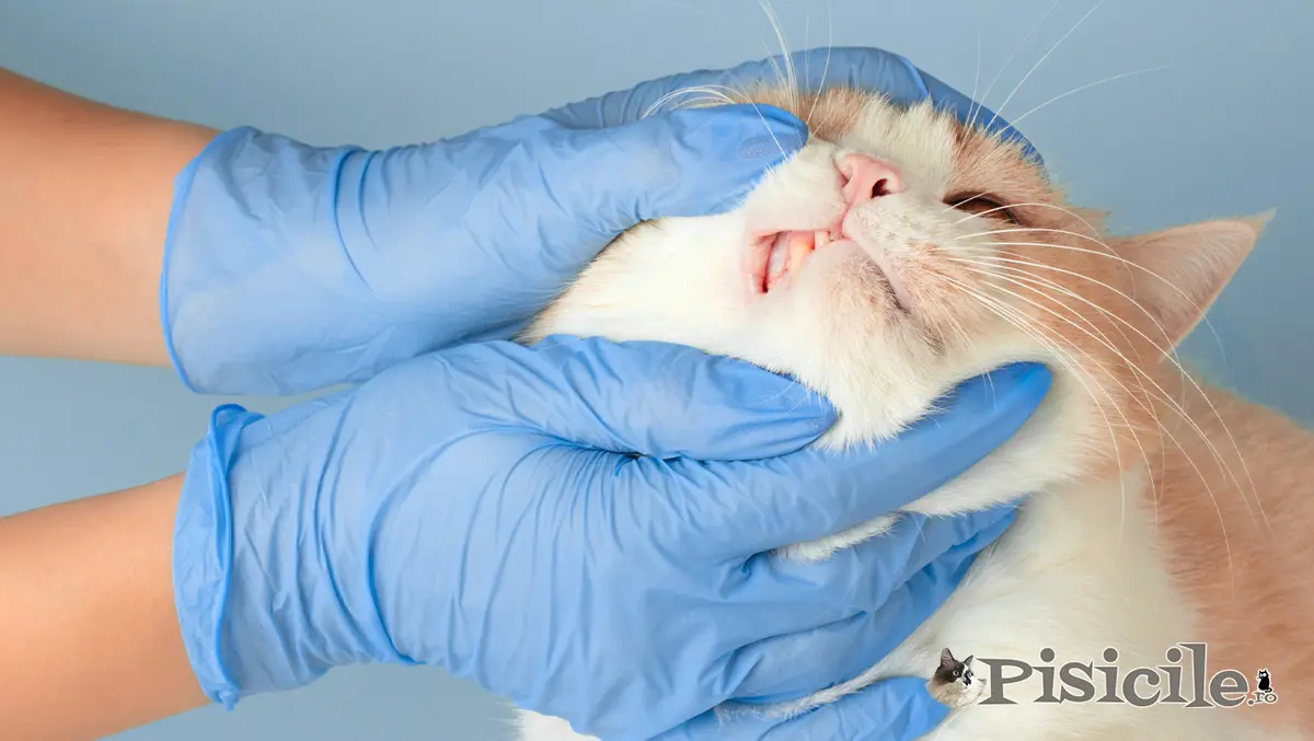 Zobu rezorbcija kaķiem - simptomi un ārstēšana