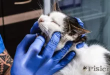 Stomatitis in cats. Inflammation of the mucous membrane in the oral cavity.