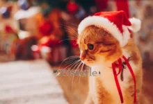 Рождественские растения ядовиты для кошек