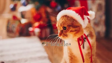 Χριστουγεννιάτικα φυτά δηλητηριώδη για τις γάτες