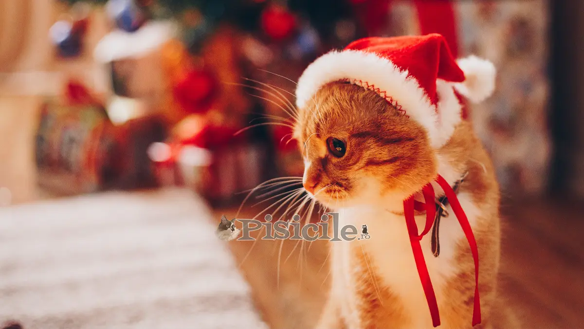 Tanaman Natal beracun bagi kucing