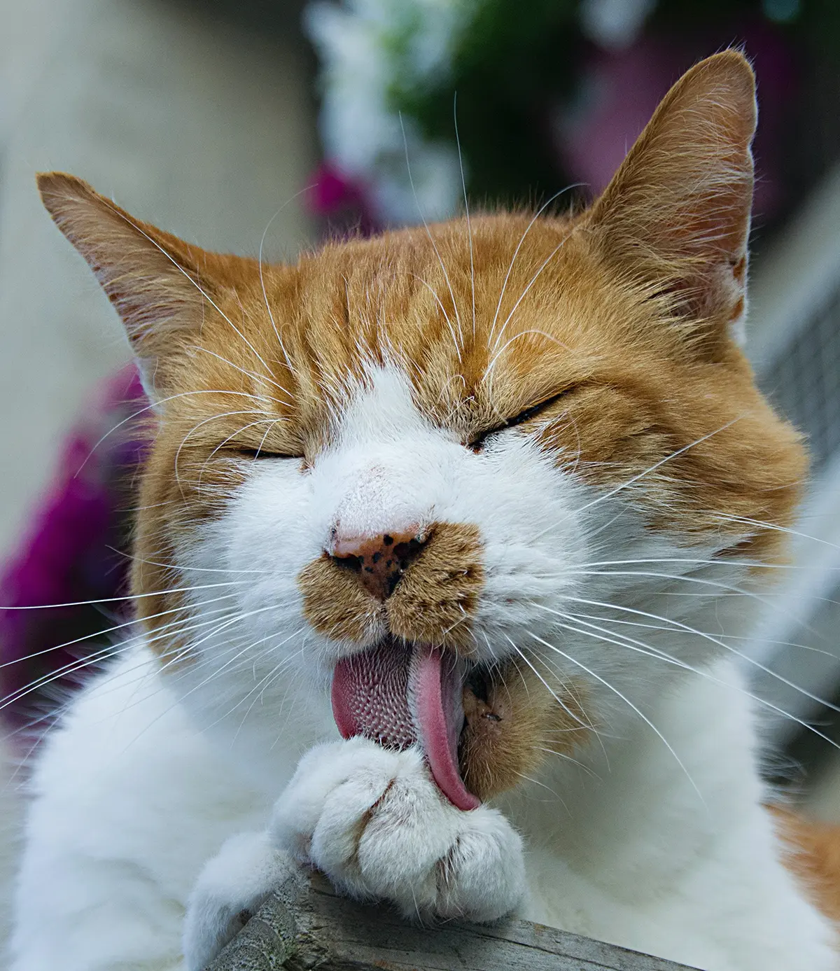 De ce au pisicile limba aspră și la ce le ajută?