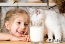 Süt kediler için iyi midir?