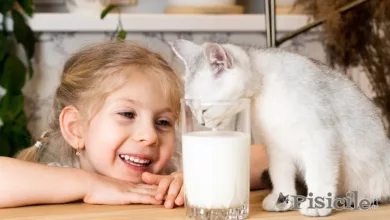 هل الحليب مفيد للقطط؟