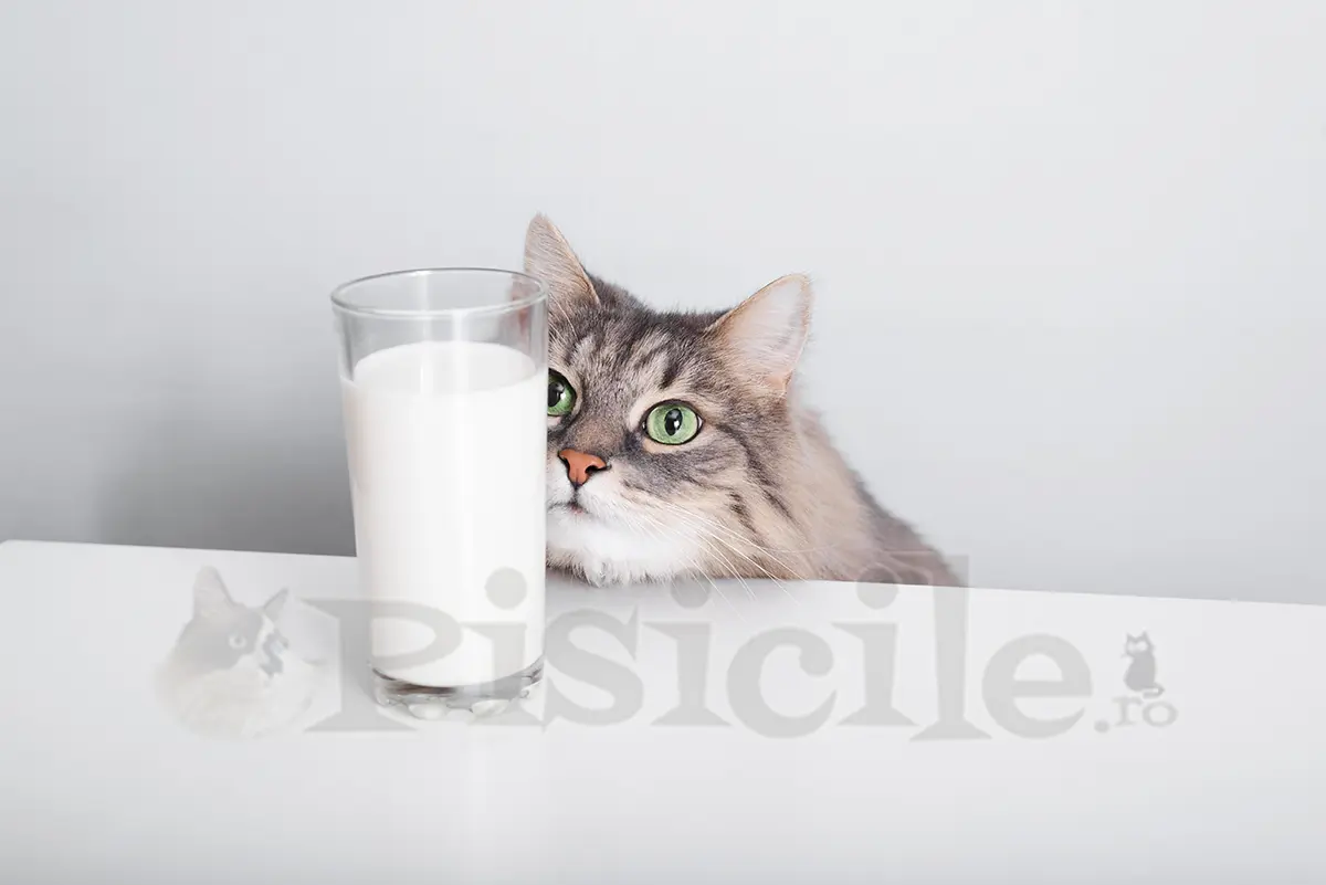 Este recomandat laptele pentru pisică?