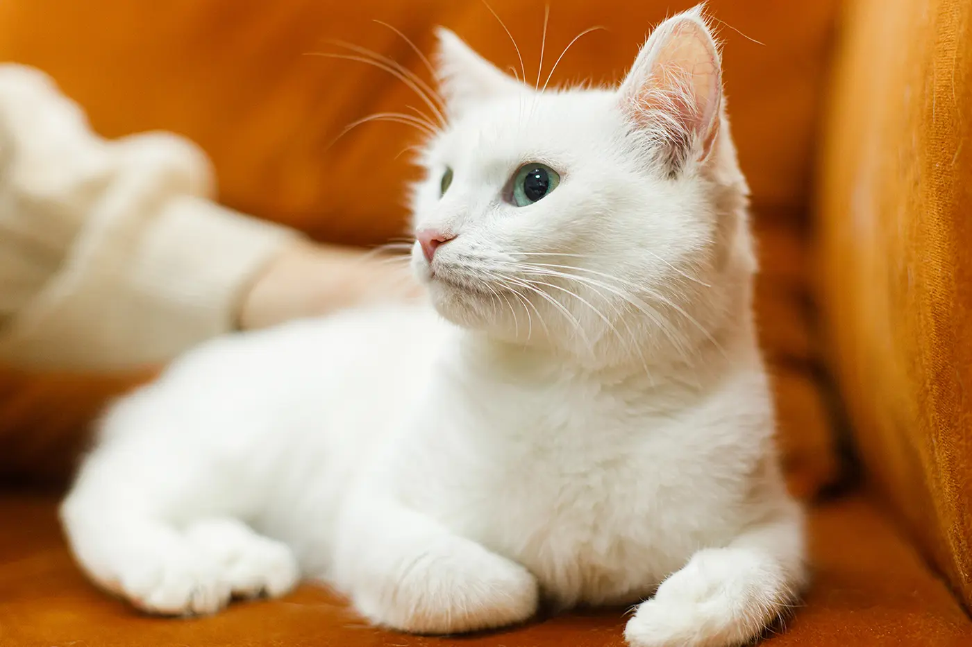 Ce înseamnă când visezi o pisică albă?