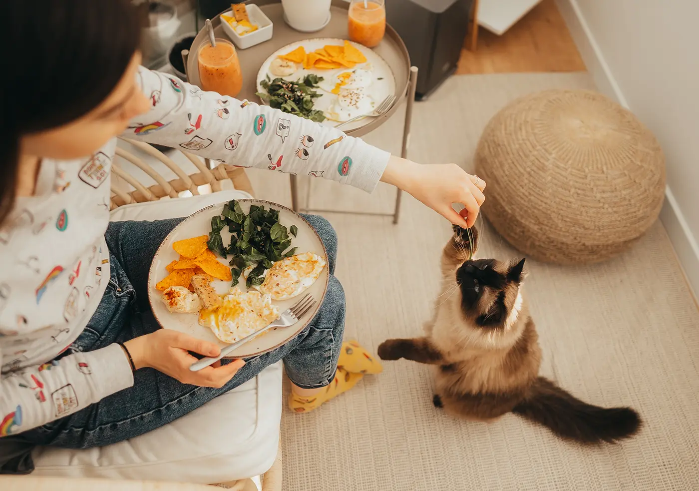Ce înseamnă dacă ai visat o pisică pe care o hrănești