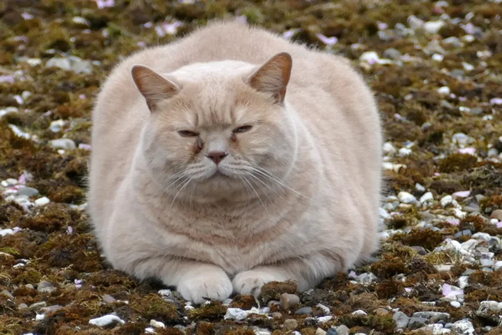 Nutukimas katėms. Pagrindiniai pavojai katės sveikatai.