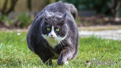 Obesity in cats. The main risks for the cat's health.