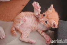 Maladie des griffes du chat – Causes et traitement