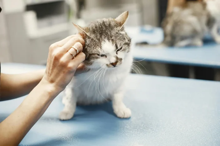 المشاكل الجلدية الأكثر شيوعا في القطط
