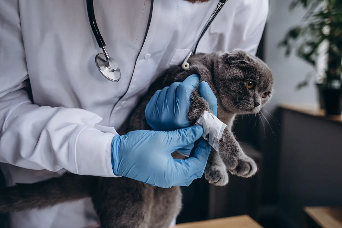 Что такое FeLV (вирус кошачьего лейкоза) и каковы его симптомы?