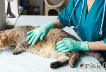 Вирус лейкоза кошек (FeLV)