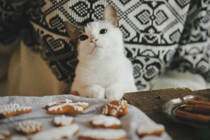 Katter smakar inte sött