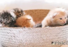 Curiosa over kittens