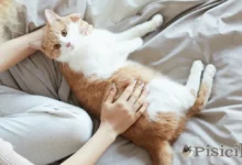 Οι κύριες μεταδοτικές ασθένειες που μπορούν να μεταδώσουν οι γάτες στον άνθρωπο (ζωονόσοι)