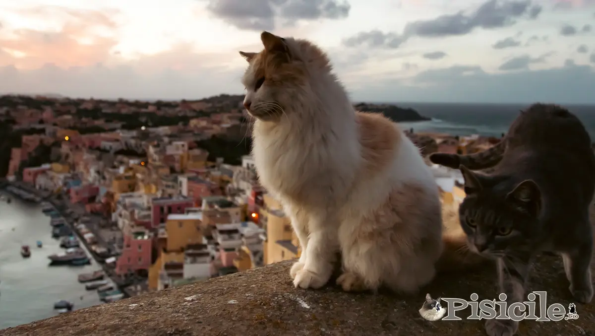 Los gatos tienen nueve vidas.