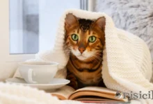 What dangers threatens your cat when it is alone at home
