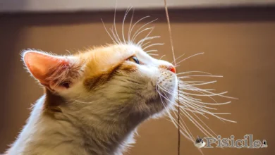 Ar katės praranda ūsus? Pažiūrėkite, kokios galimos priežastys.