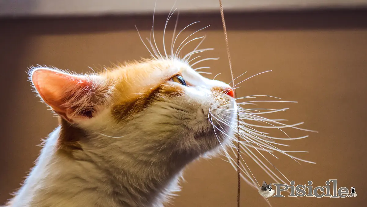 Os gatos perdem os bigodes? Veja quais são as possíveis causas.