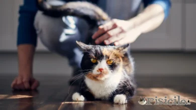 猫の知覚過敏症候群。それは何ですか?またどのように扱われますか?