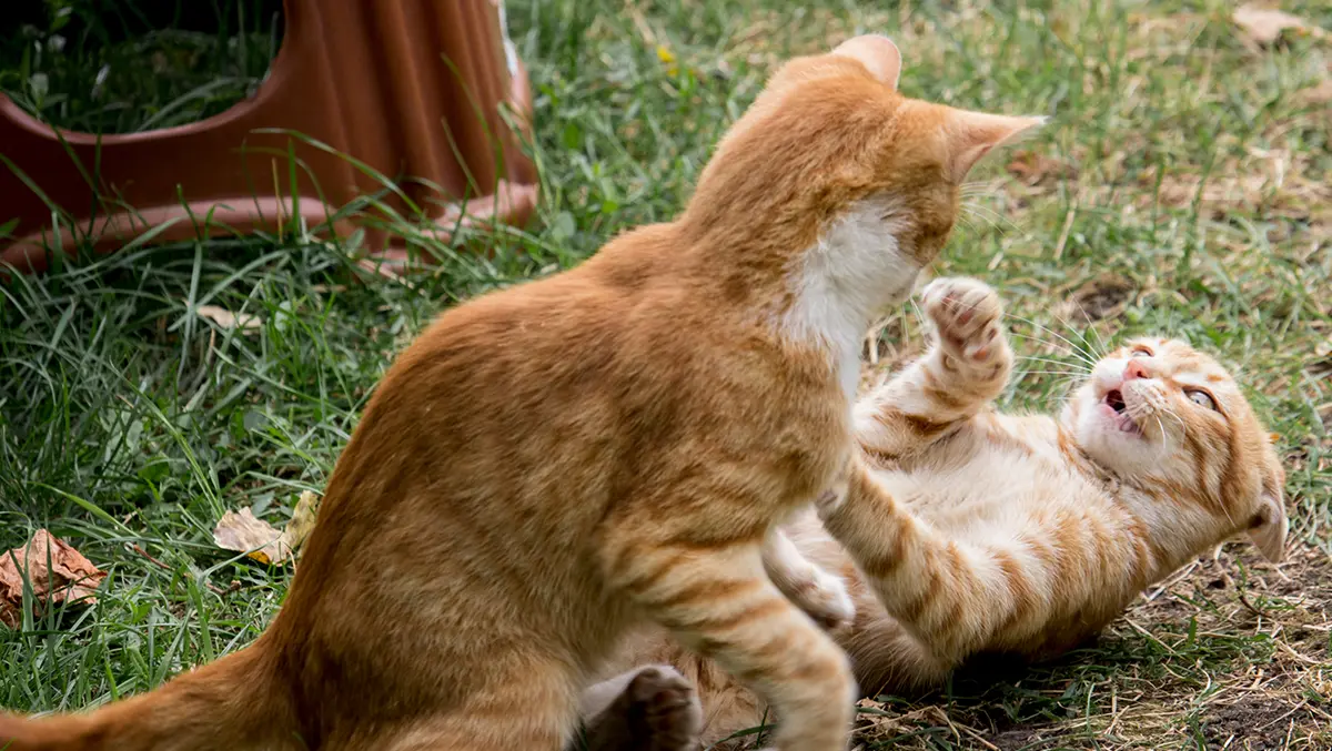 Wie kann man Konflikten zwischen Katzen im Haus vorbeugen?