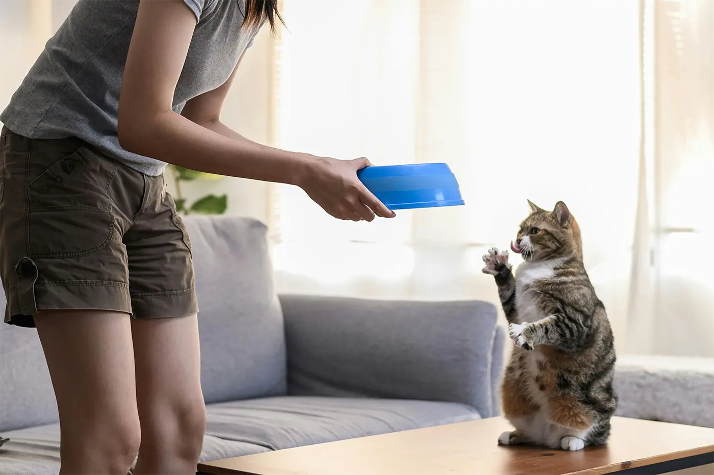 Quanta comida o gato deve comer por dia?