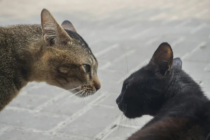 Konflikte zwischen Katzen im Haus