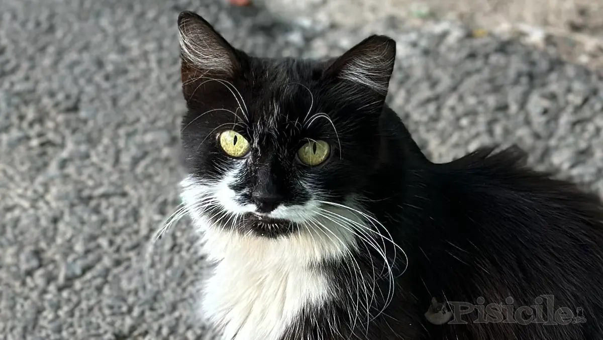 Katzenschnurrhaare. Werkzeuge für Orientierung und Sinne.