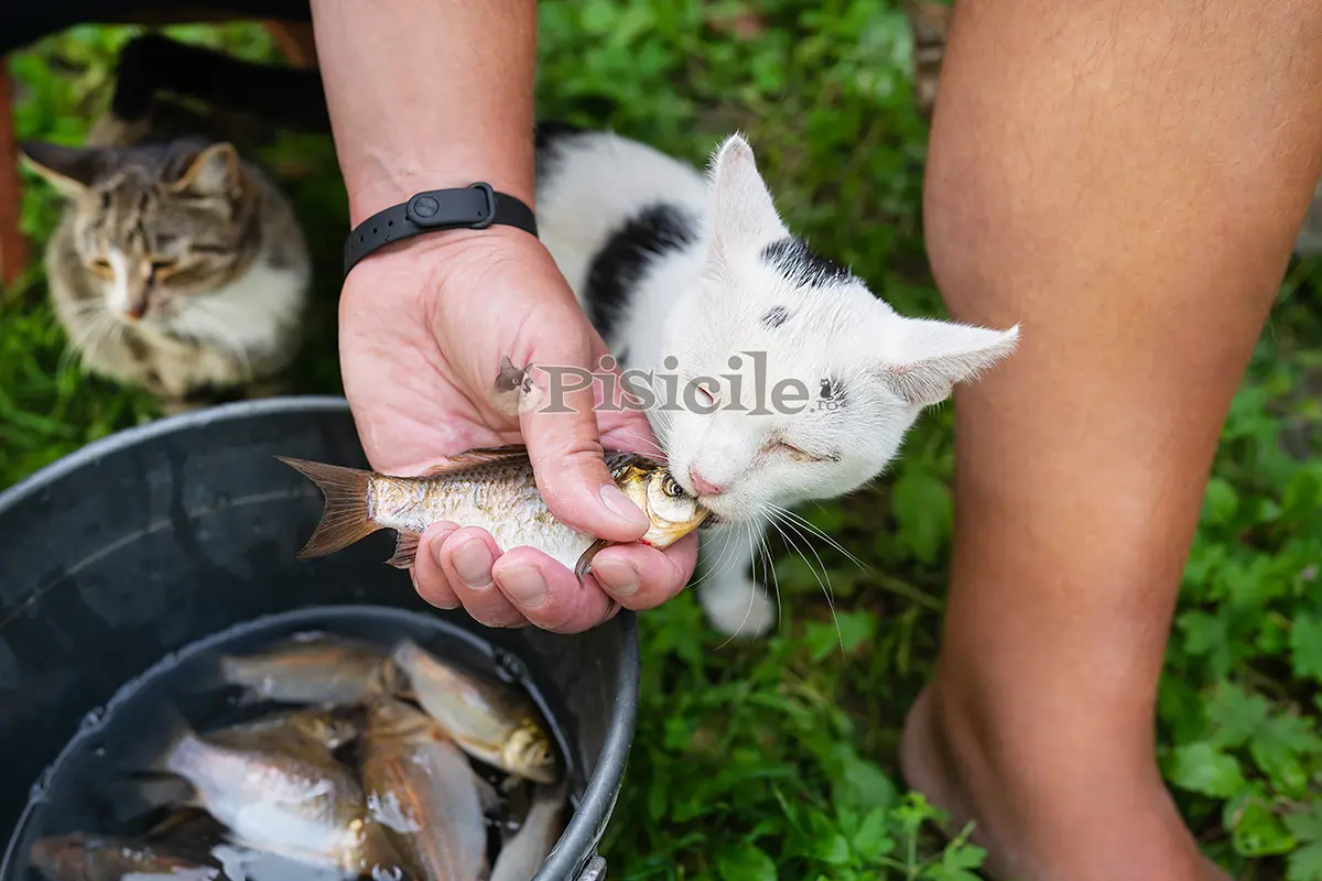 Visolie voor katten