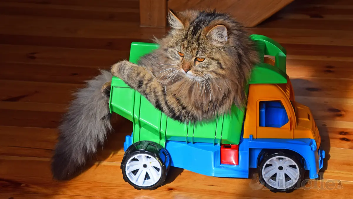 Transport der Katze mit dem Auto