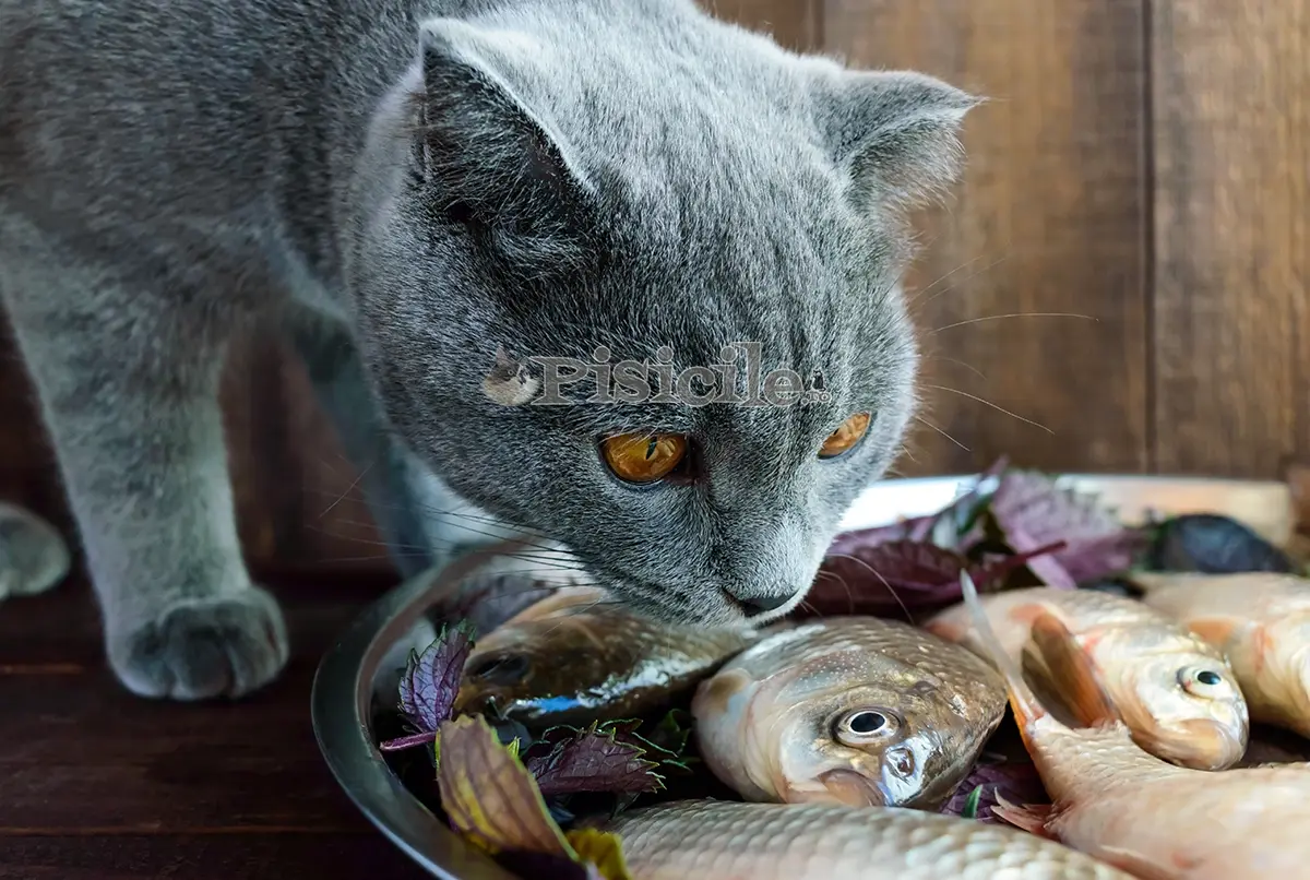 L'huile de poisson dans l'alimentation du chat