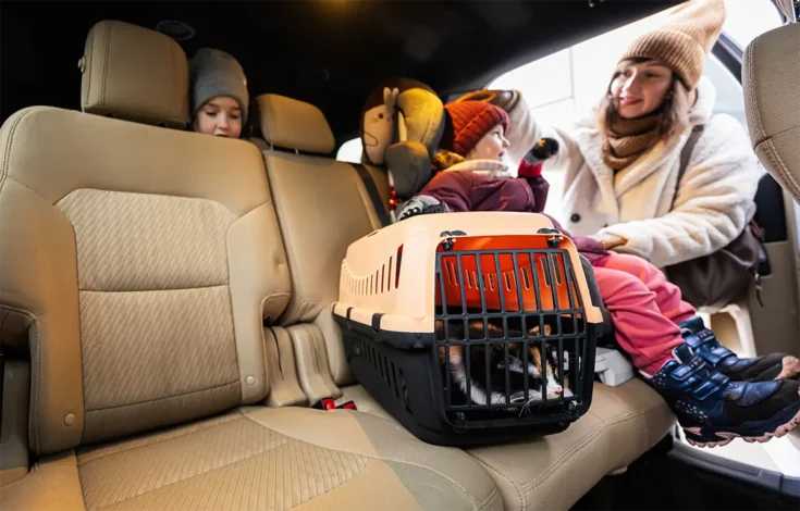 Cómo transportar al gato en coche.