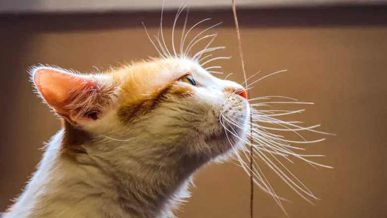 kumis kucing. Alat untuk orientasi dan indra.