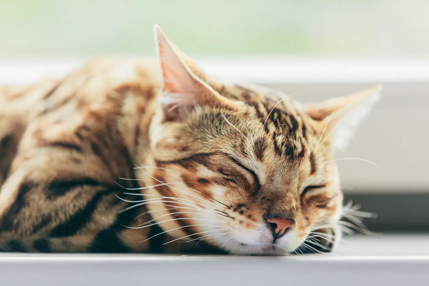 Il gatto dorme troppo? Tutto sul sonno del gatto.