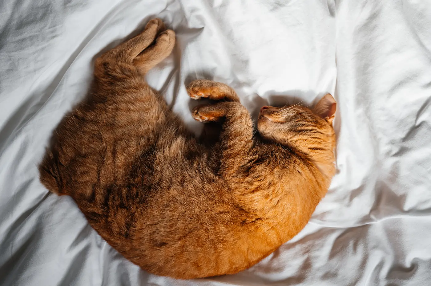 Sommeil non paradoxal chez le chat