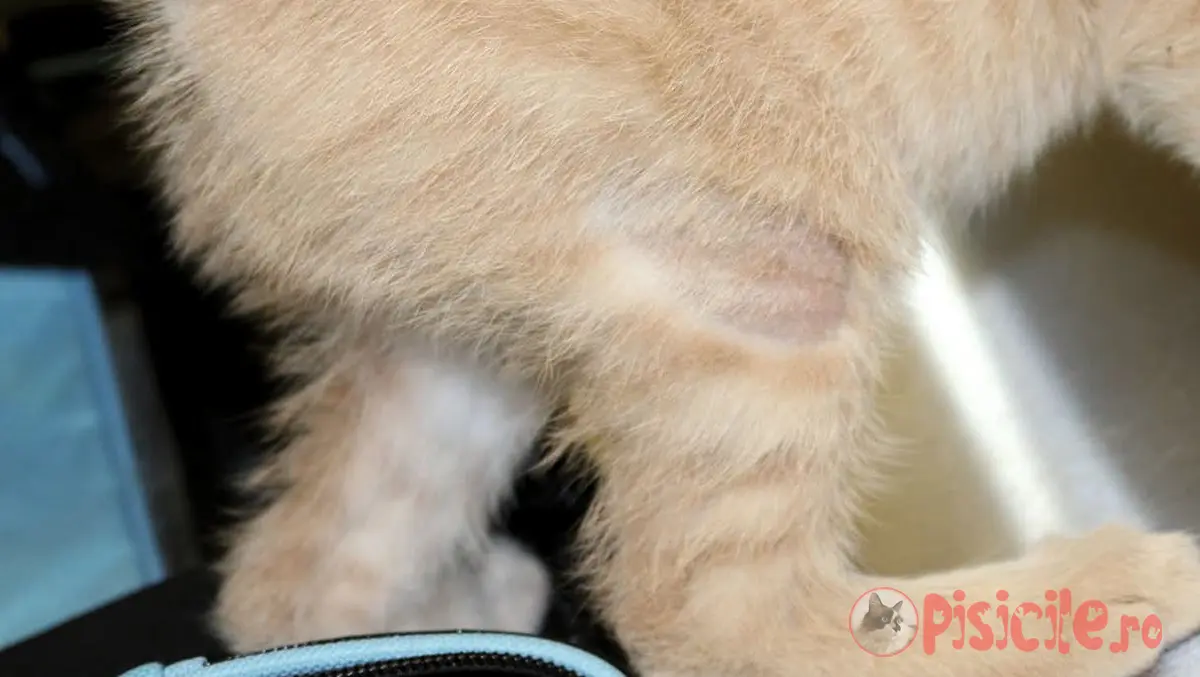 What does dermatophytosis look like in cats?