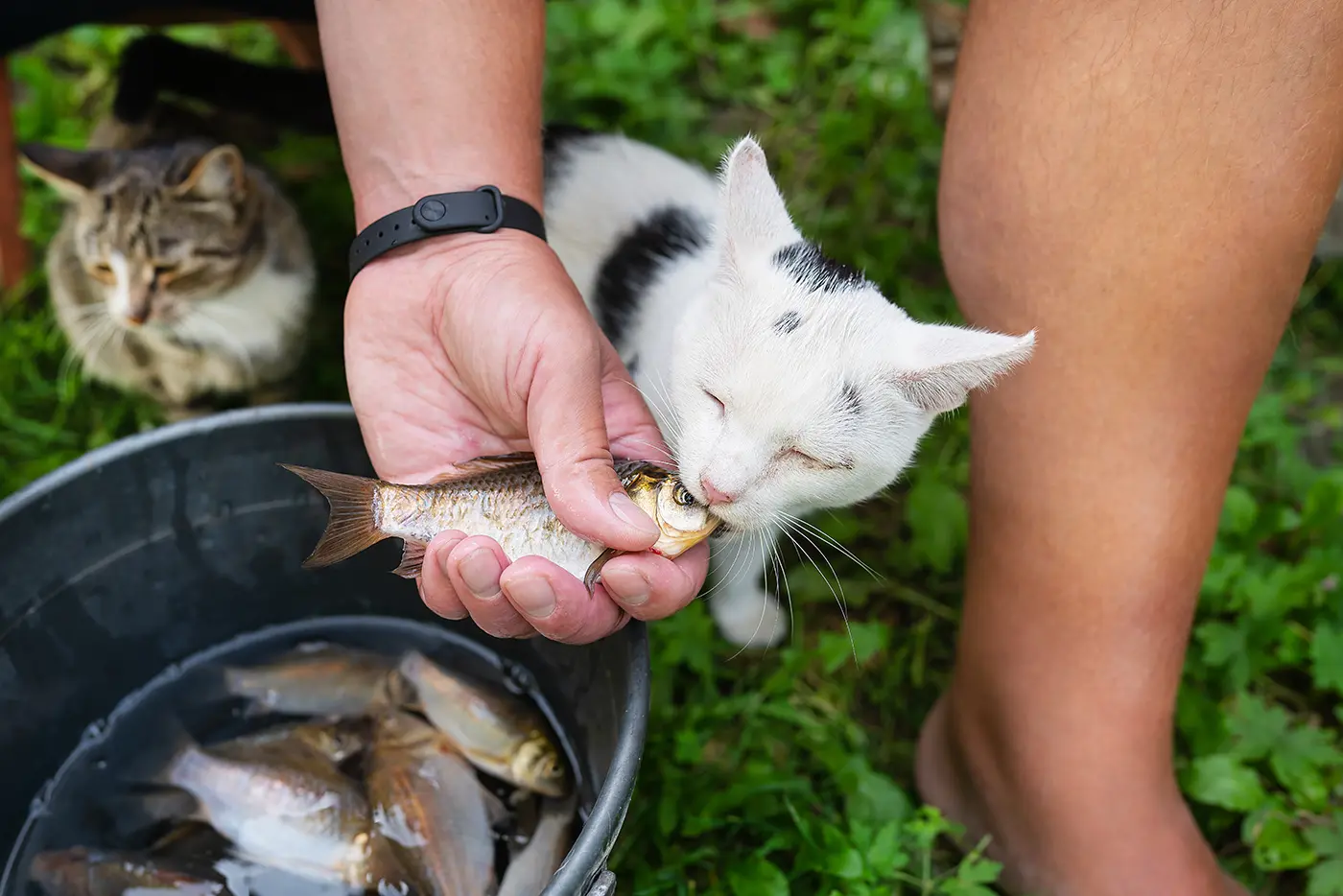 How good is fish in a cat's diet?