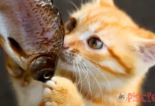 Is fish good for cats?