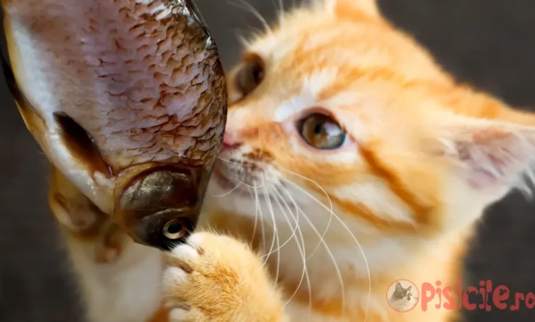 Is fish good for cats?