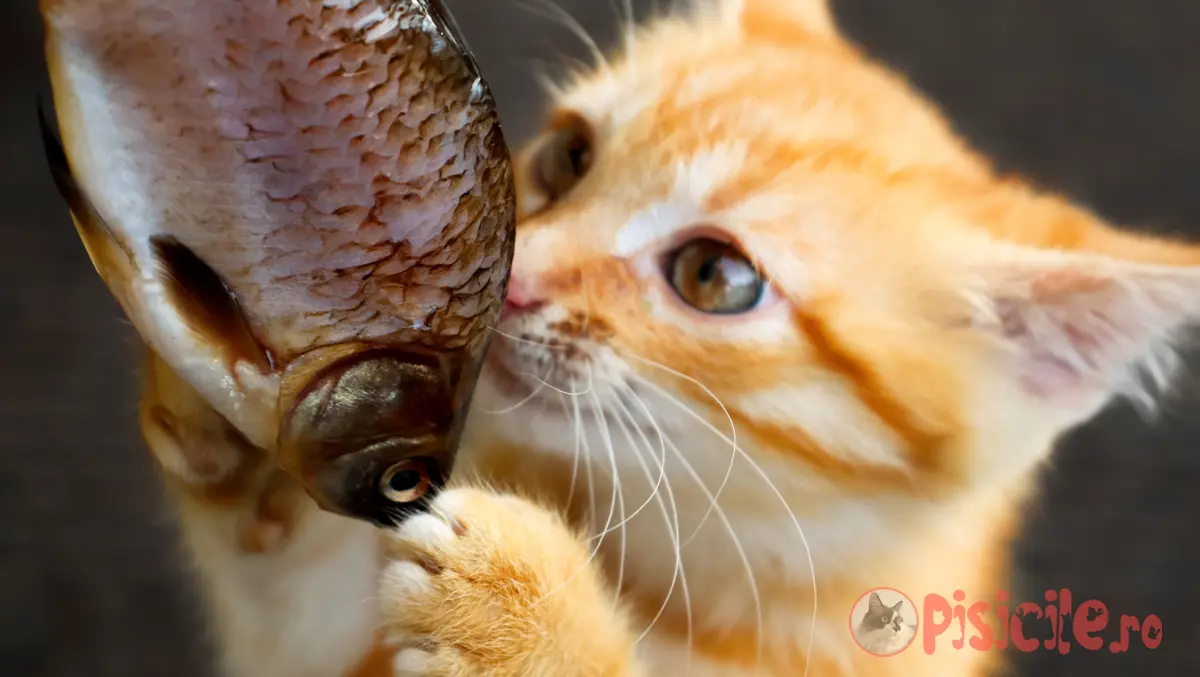 Is fish good for cats?