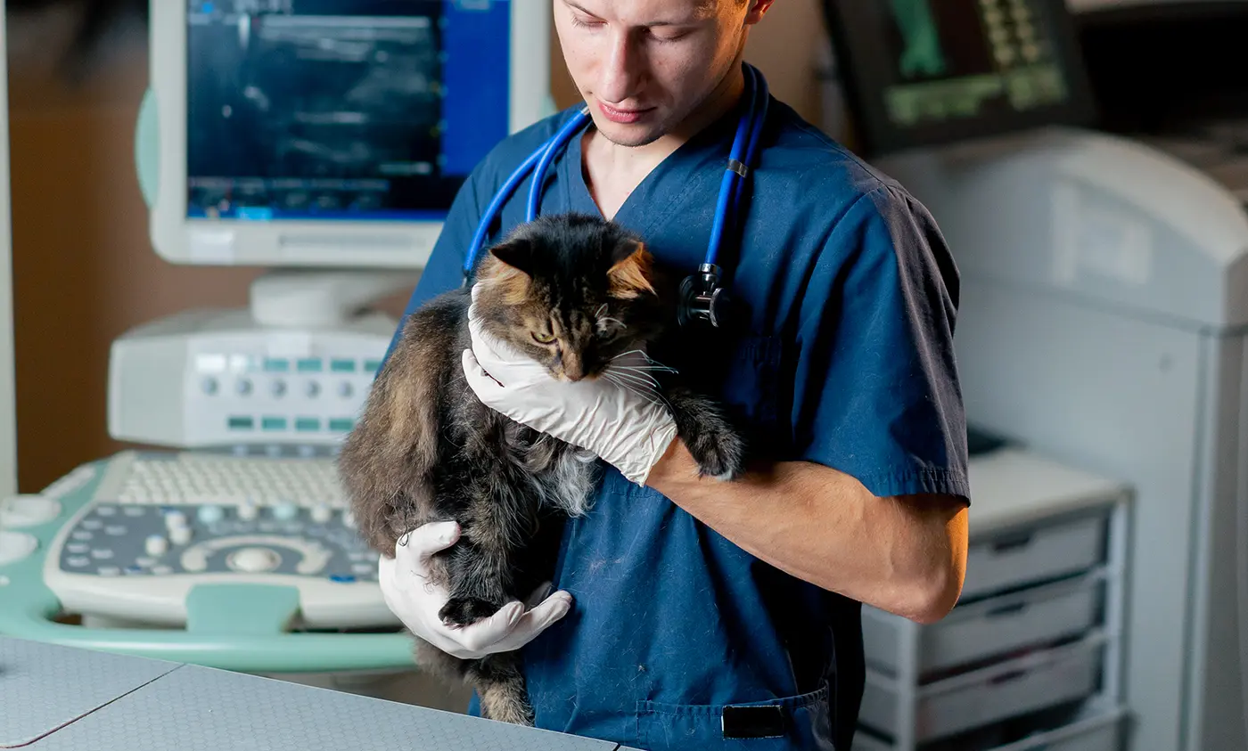 Feline immunodeficiency (FIV) or feline AIDS