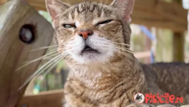 Is your cat sneezing? See what the causes are.