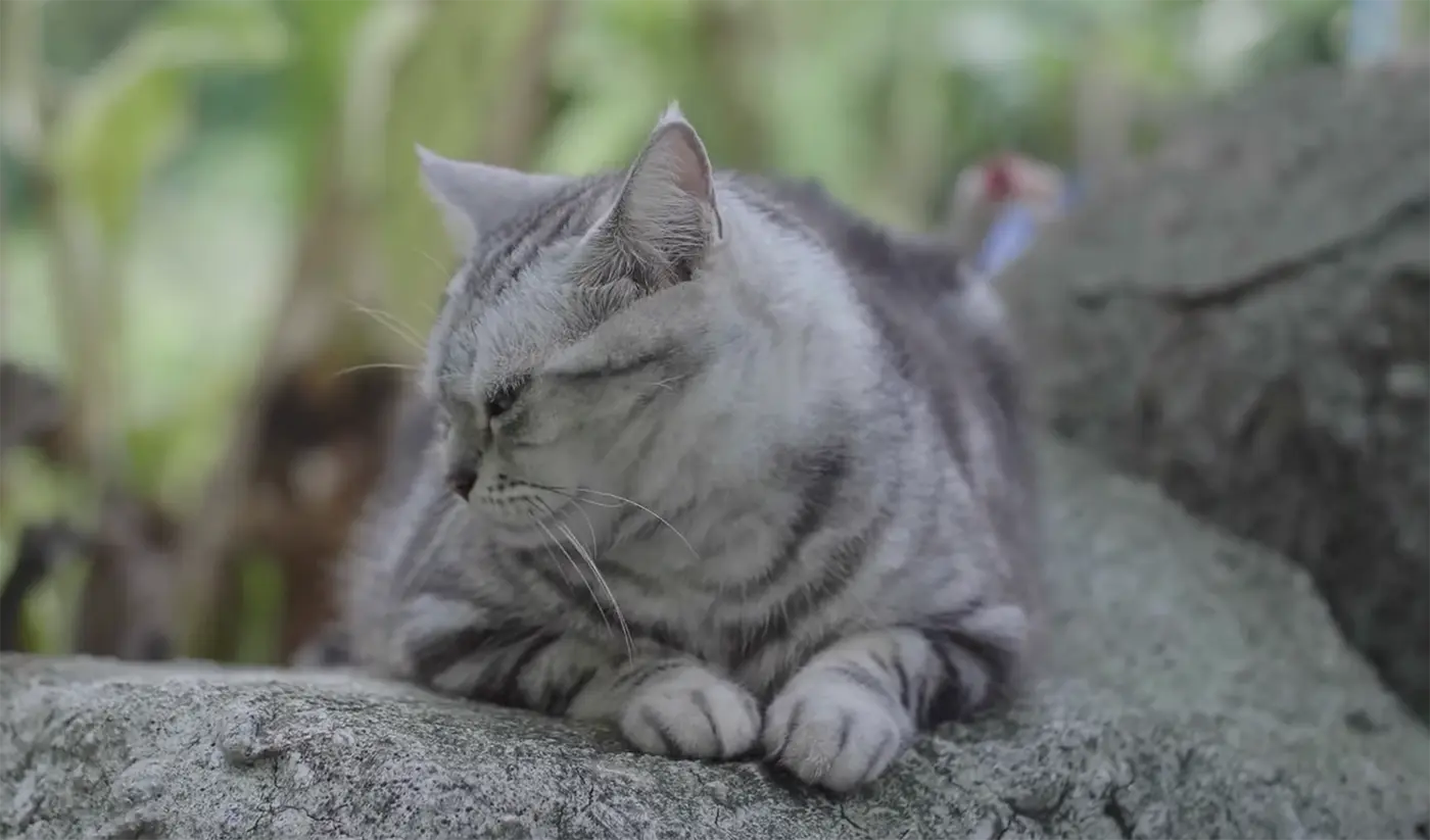 American Shorthair in nature