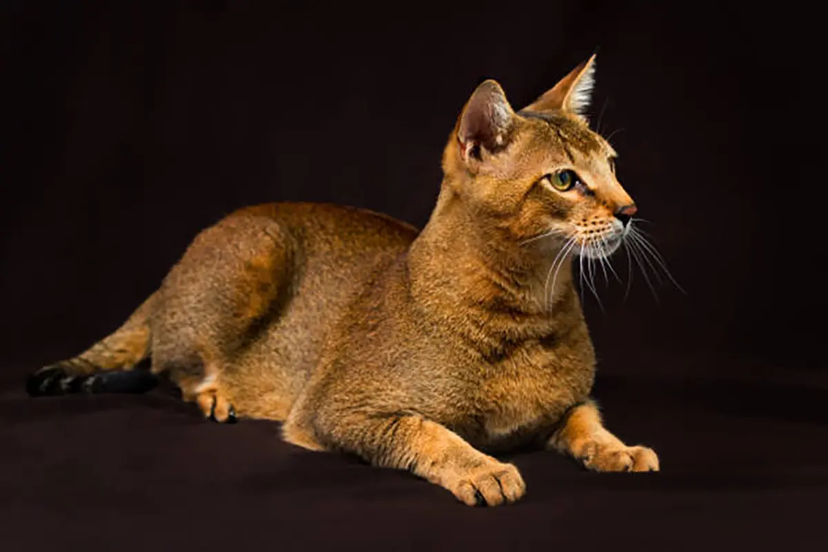 Chausie Breed Cat