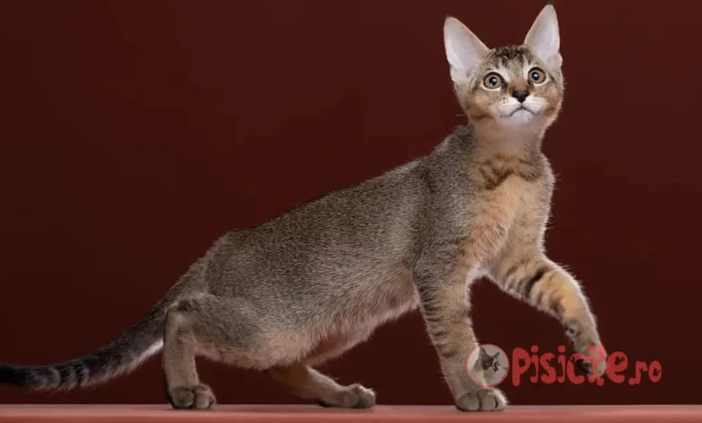 Chausie breed. Exotic cat, active and friendly.