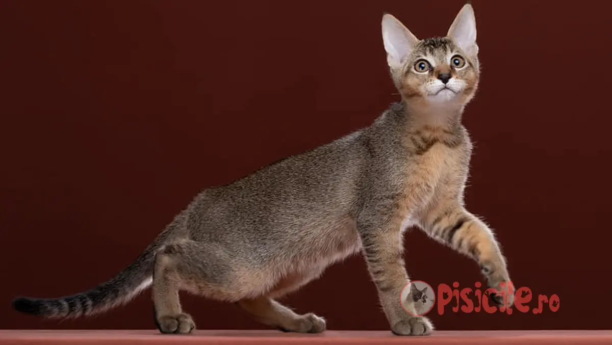 Chausie breed. Exotic cat, active and friendly.