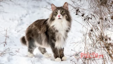 Norwegische Waldkatze